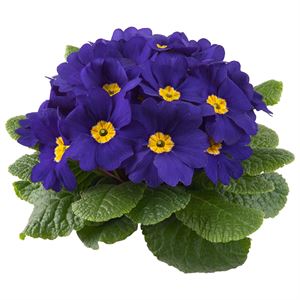 Bild von Primula P10.5 Kleurtonend Blue